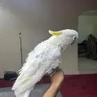 كوكاتو سلفر كرست اليف ومتكلم
