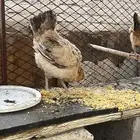 دجاج بياض