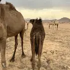 قعود بري عمره 7 شهور علي حليب امه وبرسيم وشعير فقط