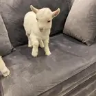 ماعز قزم