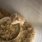 12 هامستر روسي البيع جمله