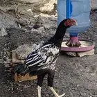 دجاج هندي