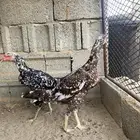 اناثي سندي للبيع