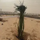 نخل مثمر للبيع مع التوصيل والغرس بالموقع