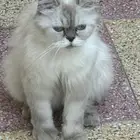 قطة ضايعة بيكي فيس و همالايا للتبني