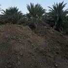 سماد بقري للبيع