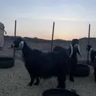 تيوس و جفار   معزا مضاريع
