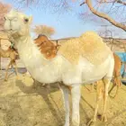 حشو مشريع فحول