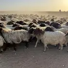 نعيم مراح