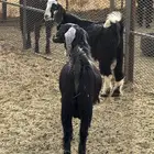 ماشاءالله تبارك الله تيوس كفووو
