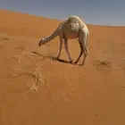 للبيع قعود قصب مقفل شحم