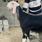 رخل نجدية معرفة ( تم البيع )
