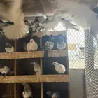 حمام باكستاني