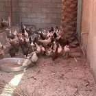للبيع دجاج