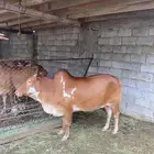 بقره ملقحه اربع شهور للبيع الموقع هروب