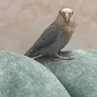 روز ازرق للبيع