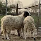 الصردي المغربي والقبرصي