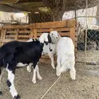 3 طليان تم البيع