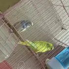 بادجي للبيع بدون القفص