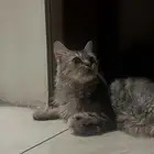 قط تبني