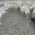 غنم حريات حرش