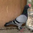 للبيع حمام زاجل سباق قطر