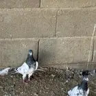 ازواج حمام با كستاني منتج للبيع نظيف وع الشرط