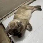 قط ذكر شيرازي هملايا مهجن أليف مدرب مع جميع اعرضه للبيع