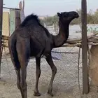 قعود مقفل شحم