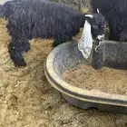 تيس