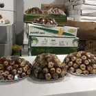 يوجد تصفيه تمور بسعار مناسبه جدا