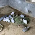 ارانب ( تم البيع)