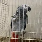ببغاء كاسكو