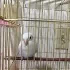 عصفور