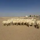 غنم صنف