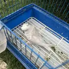 للبيع انثى هوقو