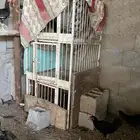 محاكر حديد