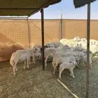 غنم حري مع الفحل للبيع