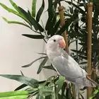 دره هولندي اليف ومفطوم