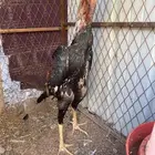 ديك شامو يباني