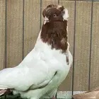 سوداني نجفي