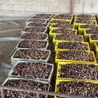 بيع تمر ناشف علف مواشي