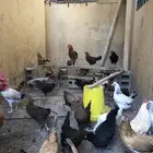 دجاج بشاير للبيع