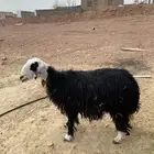 رخل نجدية مضرع( تم البيع )