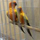 صن كنيور شمسي ( تم البيع الله يبارك لراعيها )