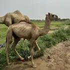 بعير ارك