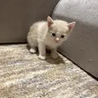 قطط