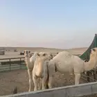 حشو قعدان للبيع