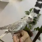 كروان هولندي اليف