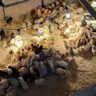 صوص بلدي وفيومي